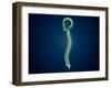 Conceptual Image of Human Skull and Spinal Cord-null-Framed Art Print