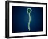 Conceptual Image of Human Skull and Spinal Cord-null-Framed Art Print