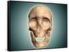 Conceptual Image of Human Skull, Front View-null-Framed Stretched Canvas