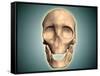 Conceptual Image of Human Skull, Front View-null-Framed Stretched Canvas