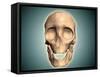 Conceptual Image of Human Skull, Front View-null-Framed Stretched Canvas