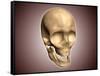 Conceptual Image of Human Skull, Perspective View-null-Framed Stretched Canvas