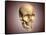 Conceptual Image of Human Skull, Perspective View-null-Framed Stretched Canvas