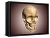 Conceptual Image of Human Skull, Perspective View-null-Framed Stretched Canvas