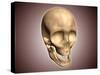 Conceptual Image of Human Skull, Perspective View-null-Stretched Canvas