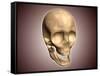 Conceptual Image of Human Skull, Perspective View-null-Framed Stretched Canvas