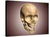 Conceptual Image of Human Skull, Perspective View-null-Stretched Canvas