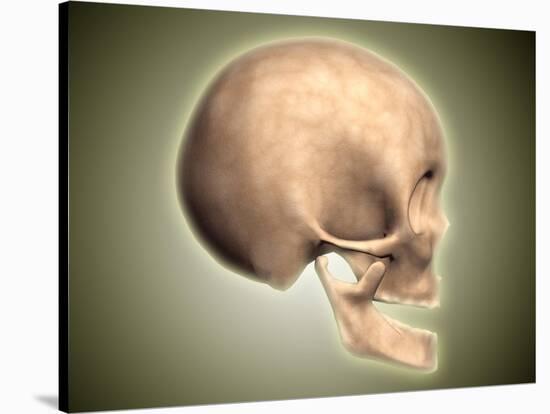 Conceptual Image of Human Skull, Side View-null-Stretched Canvas