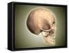 Conceptual Image of Human Skull, Side View-null-Framed Stretched Canvas