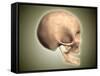 Conceptual Image of Human Skull, Side View-null-Framed Stretched Canvas