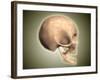 Conceptual Image of Human Skull, Side View-null-Framed Art Print