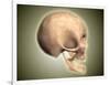 Conceptual Image of Human Skull, Side View-null-Framed Art Print