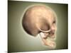 Conceptual Image of Human Skull, Side View-null-Mounted Art Print