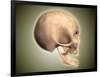 Conceptual Image of Human Skull, Side View-null-Framed Art Print