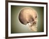 Conceptual Image of Human Skull, Side View-null-Framed Art Print