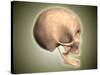 Conceptual Image of Human Skull, Side View-null-Stretched Canvas