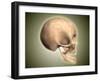 Conceptual Image of Human Skull, Side View-null-Framed Art Print