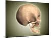 Conceptual Image of Human Skull, Side View-null-Mounted Art Print