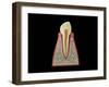Conceptual Image of Human Tooth-null-Framed Art Print