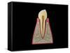 Conceptual Image of Human Tooth-null-Framed Stretched Canvas