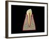 Conceptual Image of Human Tooth-null-Framed Art Print