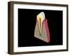 Conceptual Image of Human Tooth-null-Framed Art Print