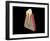 Conceptual Image of Human Tooth-null-Framed Art Print