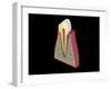 Conceptual Image of Human Tooth-null-Framed Art Print