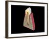 Conceptual Image of Human Tooth-null-Framed Art Print