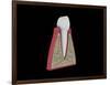 Conceptual Image of Human Tooth-null-Framed Art Print