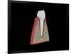 Conceptual Image of Human Tooth-null-Framed Art Print