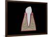 Conceptual Image of Human Tooth-null-Framed Art Print