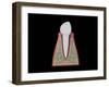 Conceptual Image of Human Tooth-null-Framed Art Print