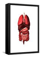 Conceptual Image of Internal Organs of the Respiratory and Digestive Systems-null-Framed Stretched Canvas