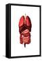 Conceptual Image of Internal Organs of the Respiratory and Digestive Systems-null-Framed Stretched Canvas