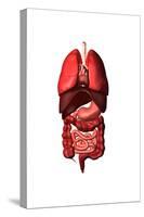 Conceptual Image of Internal Organs of the Respiratory and Digestive Systems-null-Stretched Canvas