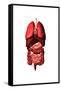 Conceptual Image of Internal Organs of the Respiratory and Digestive Systems-null-Framed Stretched Canvas