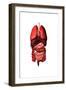 Conceptual Image of Internal Organs of the Respiratory and Digestive Systems-null-Framed Art Print