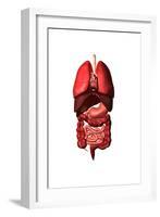 Conceptual Image of Internal Organs of the Respiratory and Digestive Systems-null-Framed Art Print