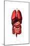 Conceptual Image of Internal Organs of the Respiratory and Digestive Systems-null-Mounted Art Print