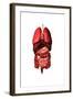 Conceptual Image of Internal Organs of the Respiratory and Digestive Systems-null-Framed Art Print