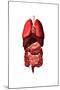 Conceptual Image of Internal Organs of the Respiratory and Digestive Systems-null-Mounted Art Print