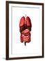 Conceptual Image of Internal Organs of the Respiratory and Digestive Systems-null-Framed Art Print