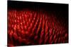 Conceptual Image of Intestinal Villi-null-Stretched Canvas