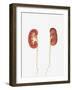 Conceptual Image of Kidneys Showing Renal Pelvis and Ureter-Stocktrek Images-Framed Art Print