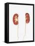 Conceptual Image of Kidneys Showing Renal Pelvis and Ureter-Stocktrek Images-Framed Stretched Canvas