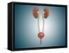 Conceptual Image of Kidneys with Ureter-null-Framed Stretched Canvas