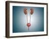 Conceptual Image of Kidneys with Ureter-null-Framed Art Print