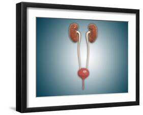 Conceptual Image of Kidneys with Ureter-null-Framed Art Print