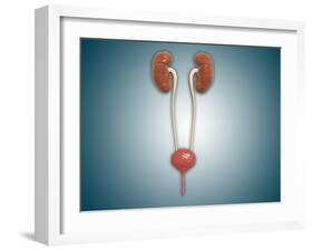 Conceptual Image of Kidneys with Ureter-null-Framed Art Print